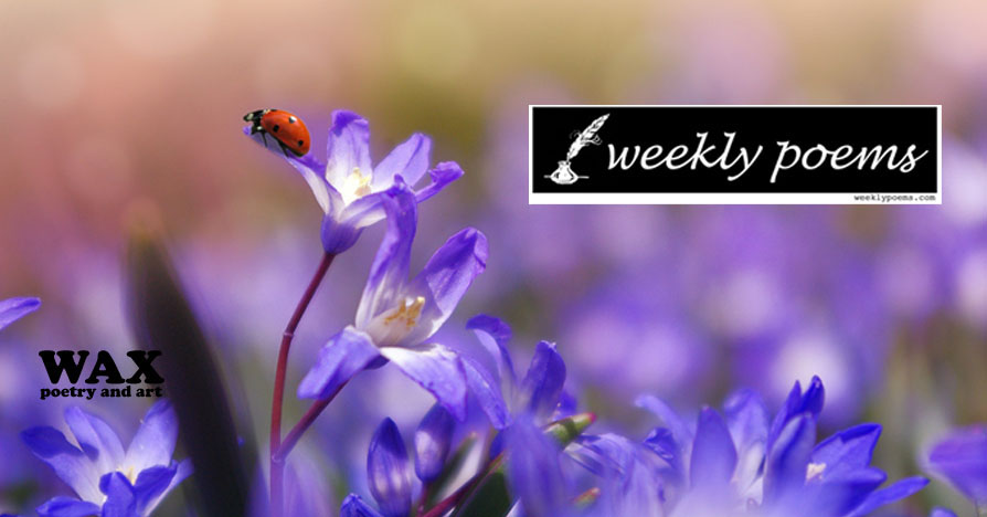 Title image shows a ladybug perched on top of a white flower.