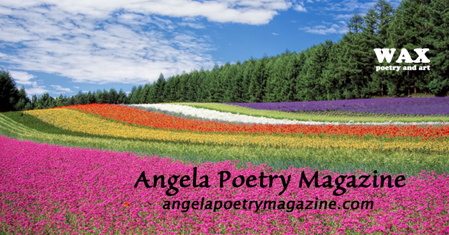 Title image shows a field of coloured flowers in long rows, each row a different bright colour.