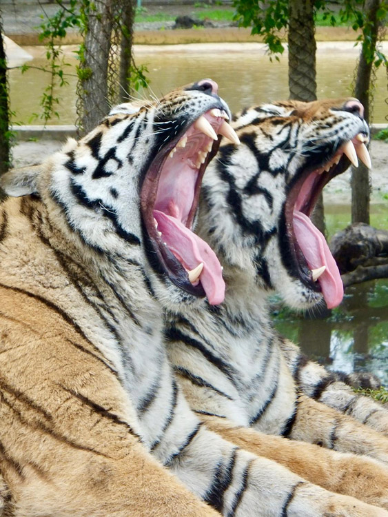 Image caption is, 'Yawning Tigers in Harbin, China'. Image shows two tigers laying upright, side by side, yawning simultaneously, canines prominently displayed.
		The whimsical nature of the image captures that tigers are both playful cats and also apex predators.