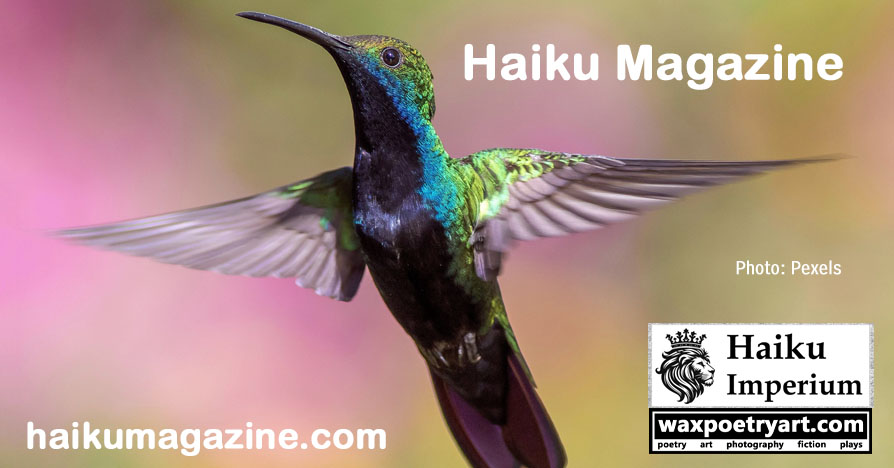 Cover image shows a closeup of a hummingbird in flight.