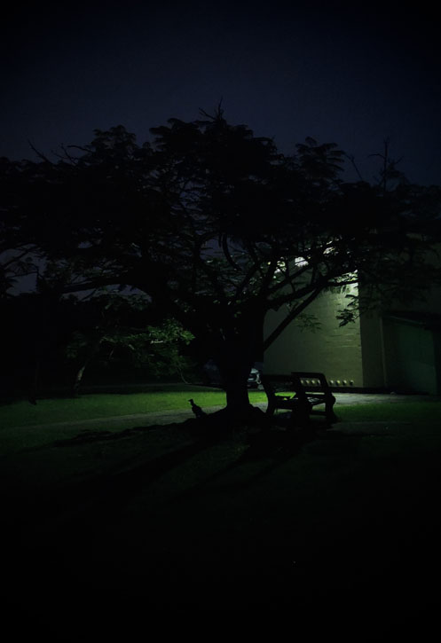 A tree and a bench are silhouetted by a light from the building behind them on a dark night.
