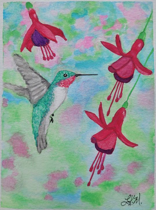 Watercolour painting of a hummingbird among fuchsia.