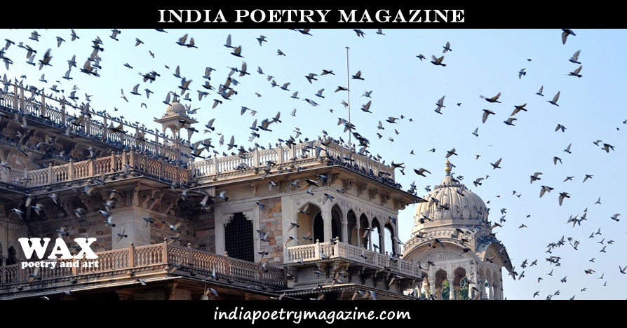 Title image shows a large number of birds lifting off from and flying near to a rooptop balcony.