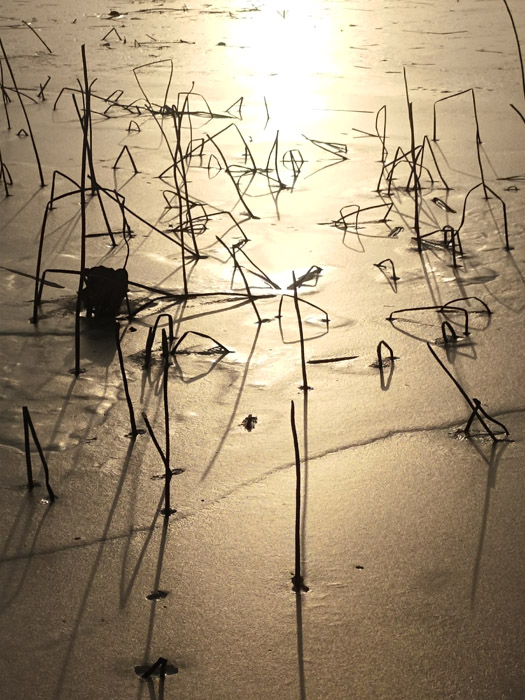 Photo is uncaptioned.
		Image shows a monochromatic scene of a snow covered section of ground with barren-looking grassy stalks are shown in a whithered state.
		There is a column of light in the centre of the image, as if from the sun shining from outside the frame.