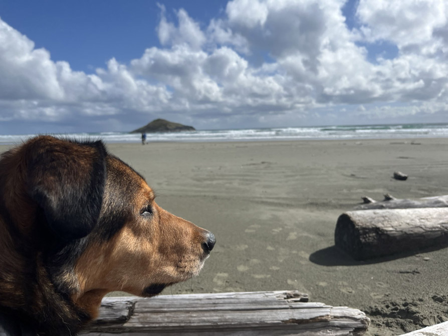 Photo shows a beach view of a dog, head only, with a brown face and dark brown / black head and floppy ears, surveying a vast brown beach, logs nearby.
			At the distant horizon, ocean waves, with the small green island, Incinerator Rock, rising above them.
			Above that, blue sky, mostly filled with expansive white clouds.