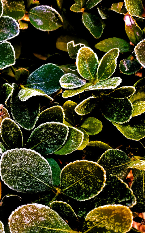 Photo shows dark green leaves. The leaves are speckled with white and have a white border.