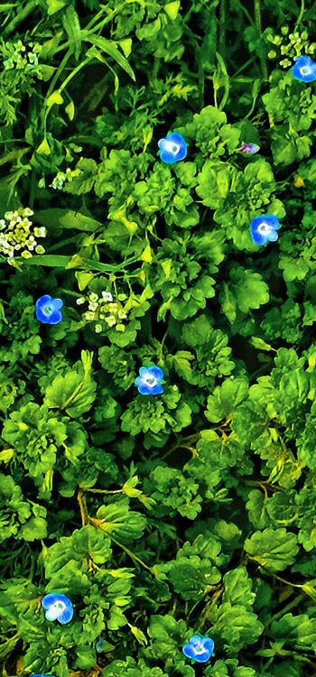 Photo shows green leaves and branches with scattered small blue flowers.