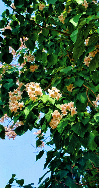 Photo shows green leaves with light orange flowers with blue sky in the background.