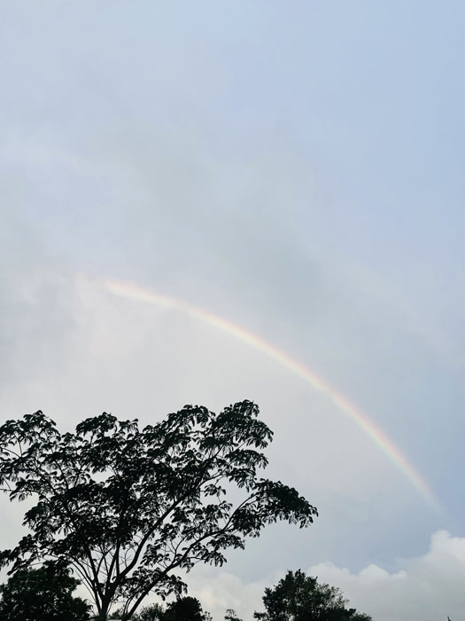 Photo shows a rainbow over a tree.