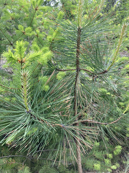 Photo of a Ponderosa by Lacey Reid.
