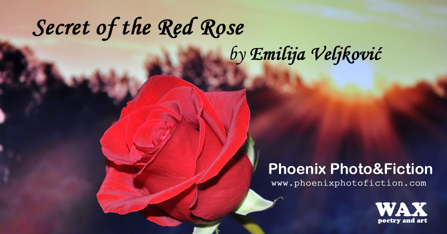 Title image shows a clear, bright red rose in the foreground.
		In the background, the sun is rising over a darkened mountain or forest.