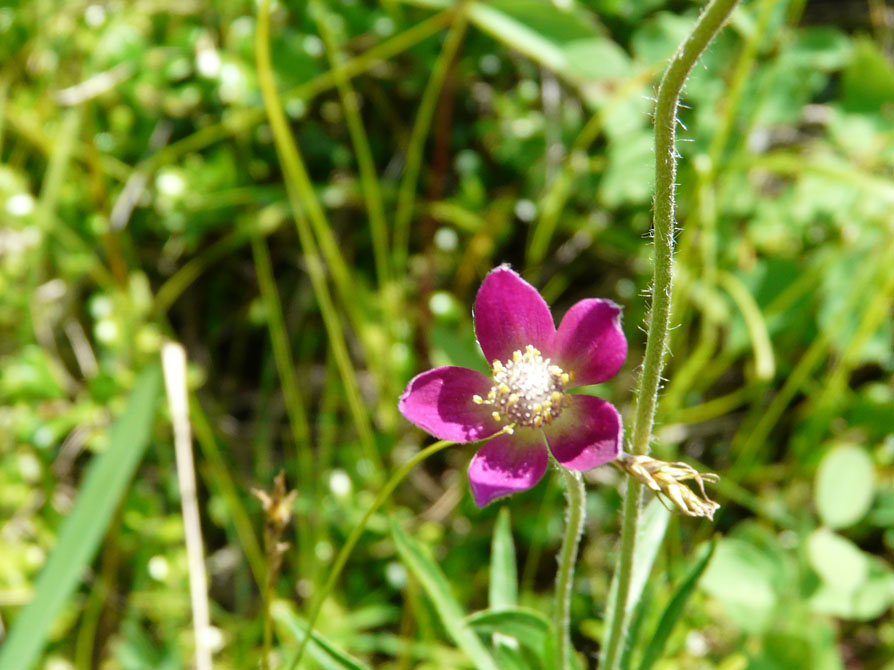 Flower in Sunlight.