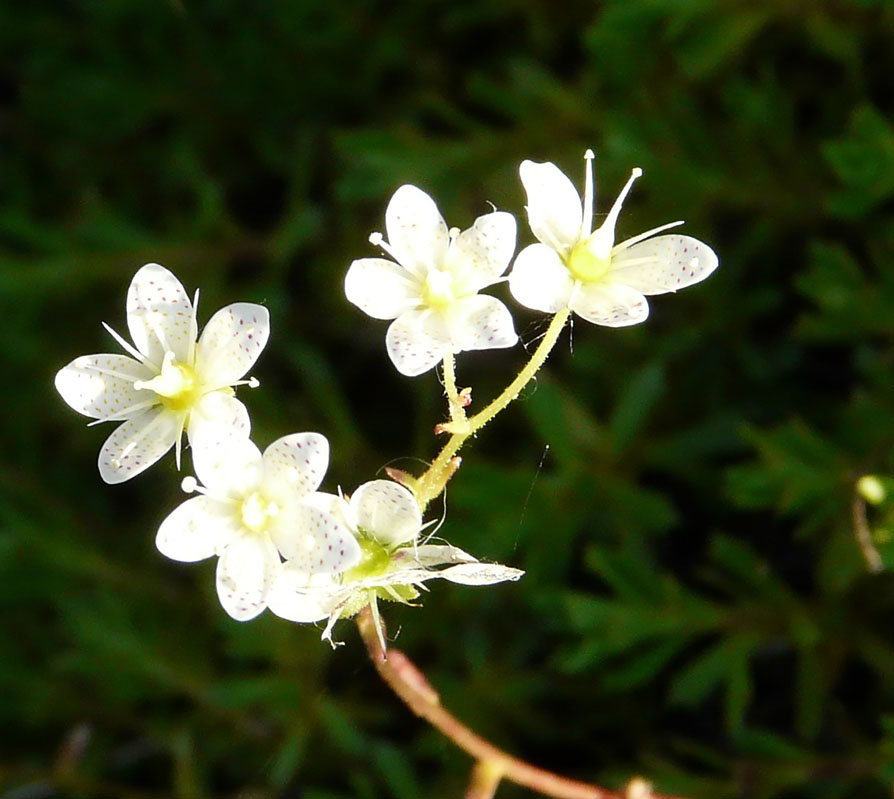Sparkling Flowers.