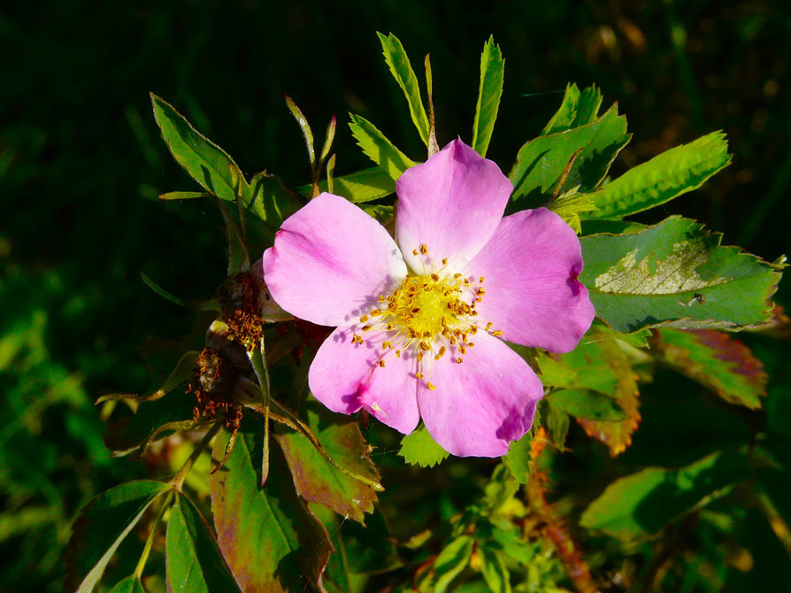 Wild Rose.