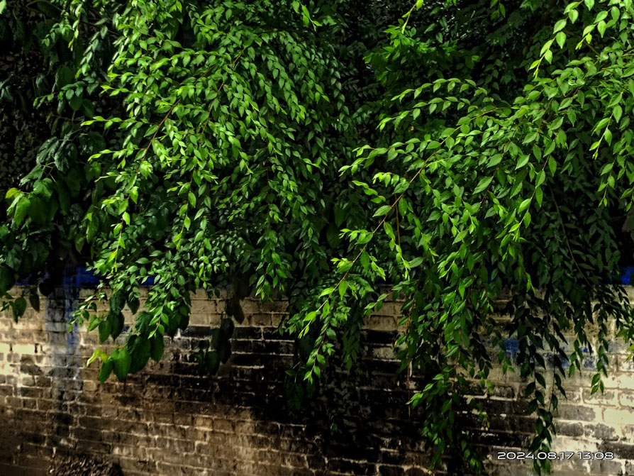 Photo shows green leaves hanging thickly over a brick wall.
