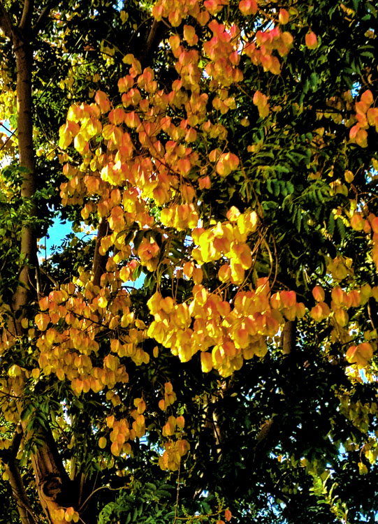 Photo shows a section of a tree with bright bulbous yellow flowers in the foreground and green leaves in the background.