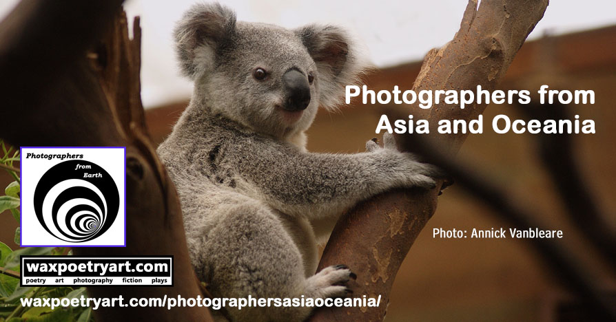 Cover image shows a koala in a tree.