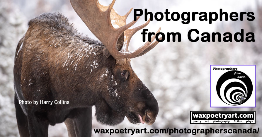 Cover photo shows a large brown snow-covered moose in front of a snowy background.
