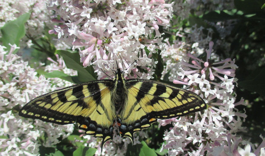 Photo shows a yellow and black-striped Canadian tiger swallowtail butterfly perched on white flowers.