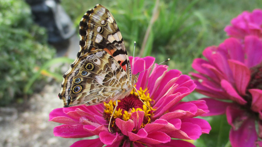Photo shows painted lady butterfly with brown and white lines and shadings with blue spots near the edge of its wings. 
		A tinge of red from the other side of the wing is visible. Perched on top of pink flowers.