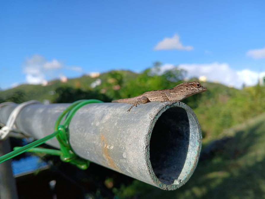 Photo shows a brown lizard perched atop a concrete pipe on a sunny day. 
		Green hills, blue sky and some white clouds in the background.