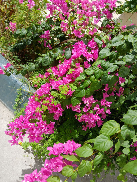 Photo shows a planter overflowing with green leaves and pink flowers.