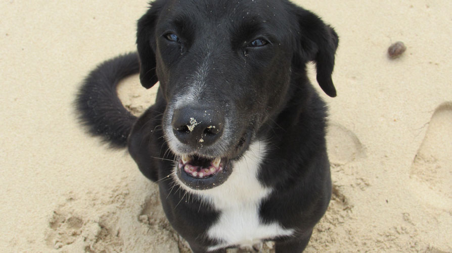 Photo shows a smiling black dog on a beach. The dog has a white chest.