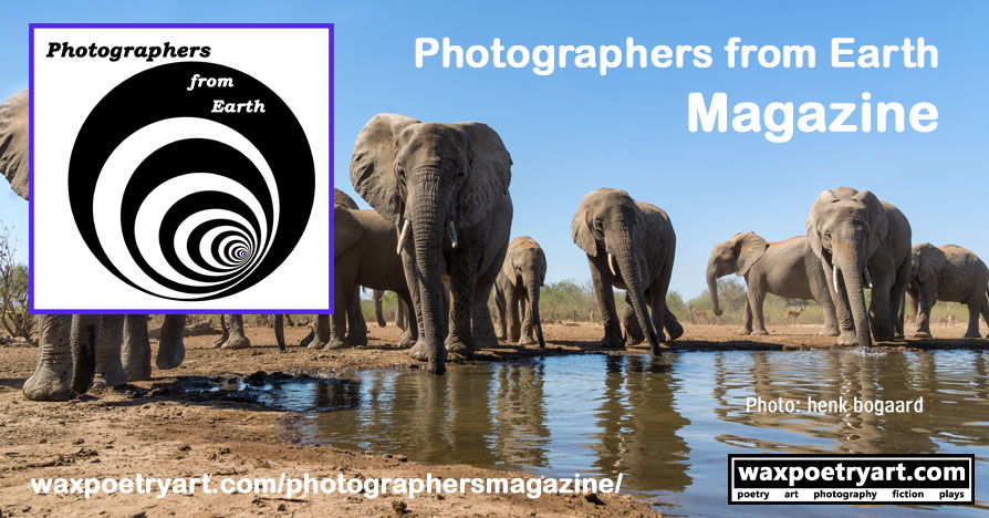 Cover image shows elephants drinking at a water spot.